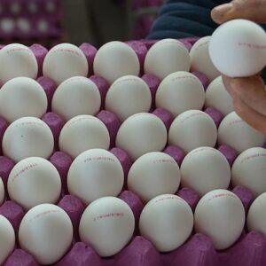 Yumurtada gizli bakteri tehlikesi: Bu ayrıntıya bakmadan sakın almayın
